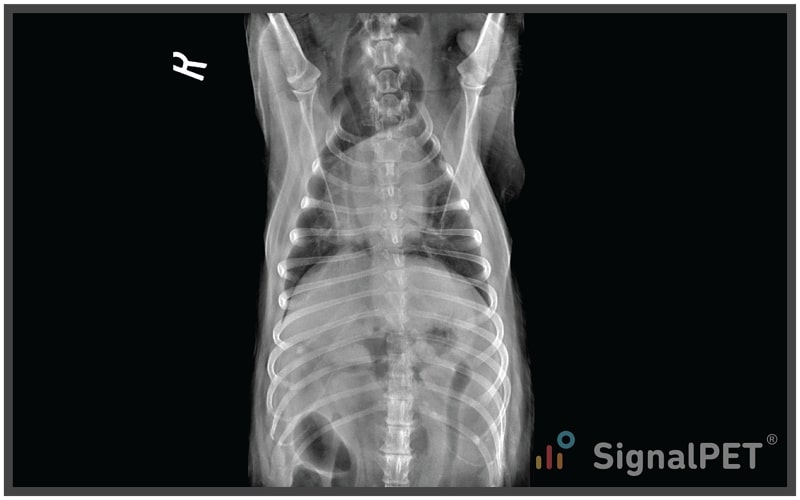 Radiology Case of the Week Canine Neck Swelling